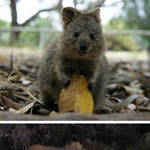     quokka           