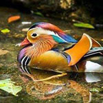  Mandarin 