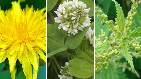 علاج وغذاء.. أعشاب ونباتات متنوعة لم تسمع بفوائدها المذهلة من قبل!