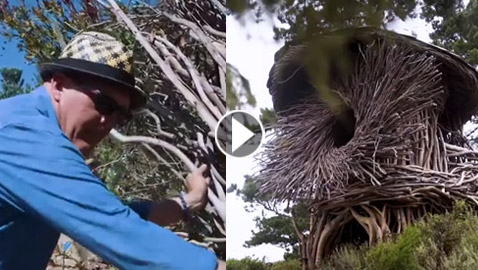بالفيديو: تعرفوا على الرجل الذي يبني أعشاش للبشر وليس للطيور