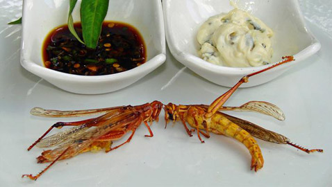 صلصة الجراد، قنديل البحر وأزهار الموز-  وجبات غريبة قد تصبح أساس طعامنا