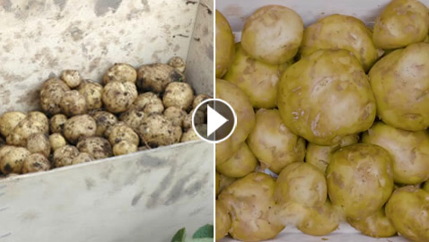 بالفيديو: لماذا تعتبر هذه البطاطس الفرنسية الأغلى بالعالم؟ ما يميزها؟