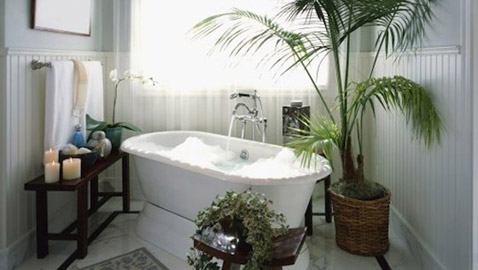أفضل 5 نباتات توضع في غرفة الحمام