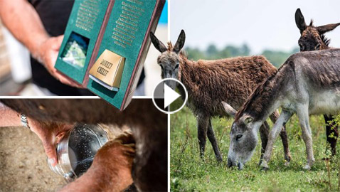 1130 دولارا للكيلو.. جبن الحمير في صربيا هو الجبن الأغلى في العالم!