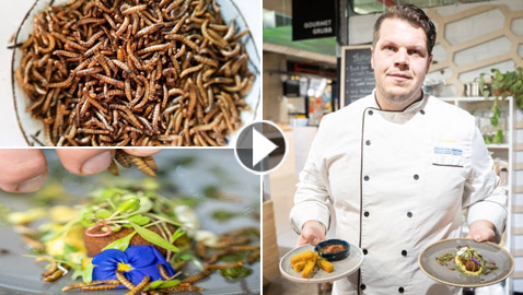 أول مطعم يقدم وجبات من الحشرات فقط في جنوب أفريقيا! فيديو وصور
