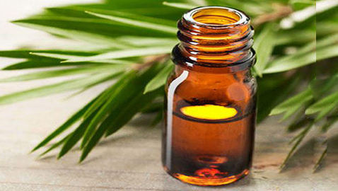 زيت شجرة الشاي.. فوائد من الرأس حتى القدمين