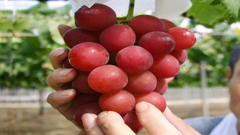 بالصور: إليكم أغلى عنب في العالم.. 910 دولار للعنقود الواحد!