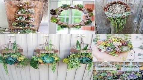 تشكيلات مدهشة للنباتات في المنزل