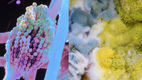 أبرز الأسباب لانتشار الجراثيم في الغذاء!