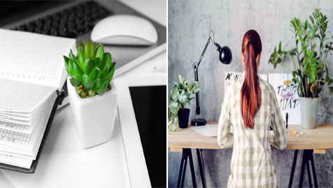 النباتات المكتبية يمكن أن تقلل من الإجهاد في العمل