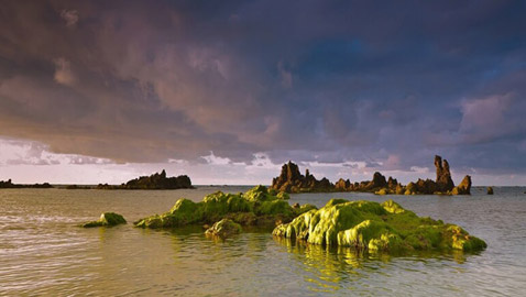 الطحالب أفضل بديل للحوم وقد تنقذ كوكبنا