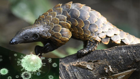 بعد الخفافيش.. آكل نمل غريب آخر المتهمين بنقل كورونا