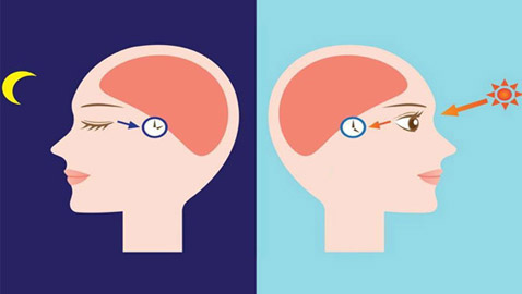 الساعة البيولوجية لجسم الإنسان، تعرفوا عليها قد تهمكم