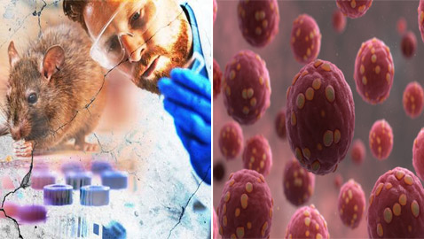 بعد إعلان الصين عن حالة وفاة.. كل ما تريد معرفته عن فيروس هانتا!