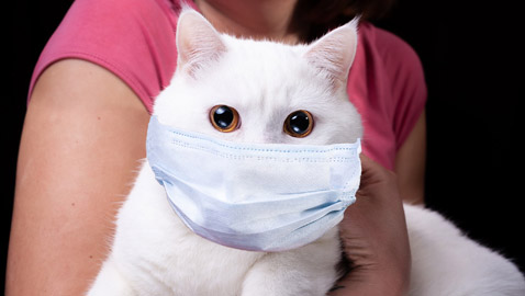 جديد عن وباء كورونا قد يغير مجرى الأحداث.. أبطاله القطط!