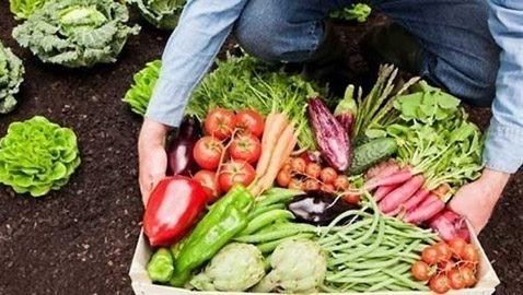 أفضل الخضروات التي يمكنك زراعتها في المنزل خلال العزل