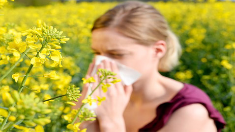 ما هي حساسية حبوب اللقاح التي تنتشر في فصل الربيع؟