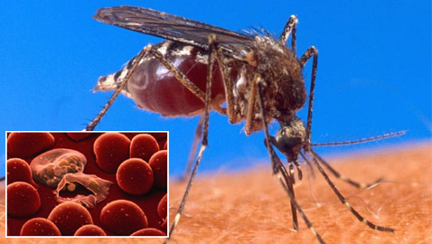 فيروس كورونا والحيوانات مجددا.. هل ينقل البعوض الوباء؟