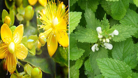 5 نباتات طبيعية تمنحك الاسترخاء وتغنيك عن المهدئات لمواجهة الإرهاق