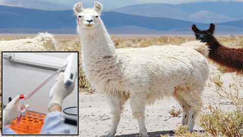 أمل يلوح من الإبل.. دم حيوان اللاما علاج محتمل لوباء كورونا