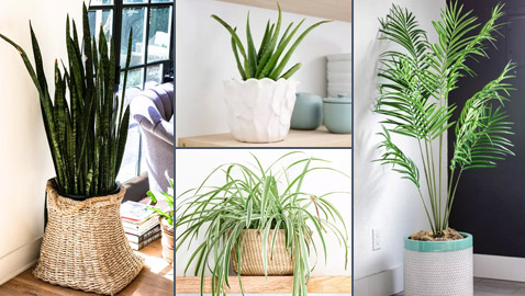 صور: إليكم 8 نباتات منزلية للصيف تلطف وترطب الهواء في الأيام الحارة