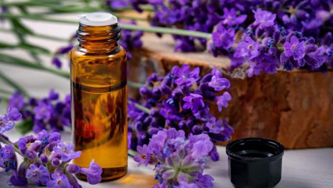 من نمو الشعر إلى علاج حب الشباب .. 6 فوائد مذهلة لزيت اللافندر