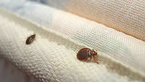 نصائح لحماية منزلك من بق الفراش