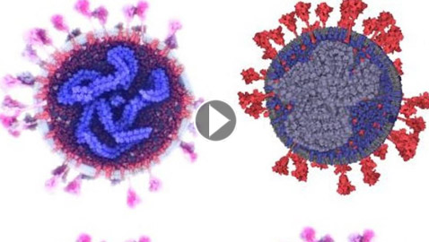 شاهد.. التصور الأكثر دقة وحداثة لفيروس كورونا