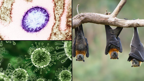 فيروس صيني جديد تنقله الخفافيش.. هل علينا الفزع من فيروس نيباه؟