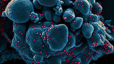 رقم مفزع.. وزير بريطاني يكشف عدد سلالات كورونا المتحورة!