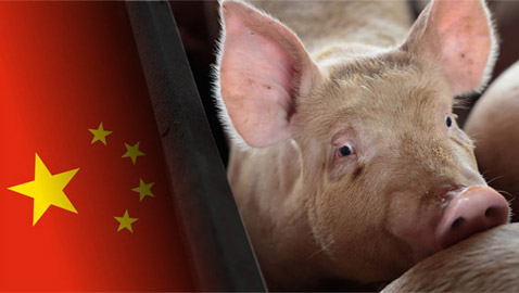 فيروس جديد يثير الرعب بالصين! تفشي حمى الخنازير ومخاوف تحوله لجائحة